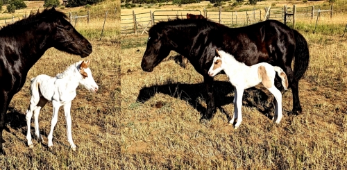 HorseID: 2278829 Tári from Lough Arrow II - PhotoID: 1052861