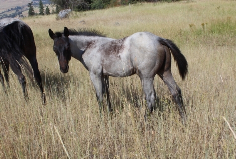 HorseID: 2278861 2024 KT Shine colt - PhotoID: 1052895