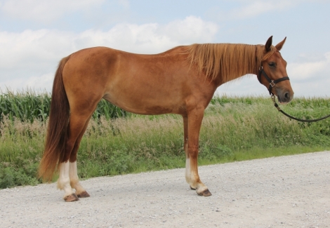 HorseID: 2278902 Beautiful, Super Talented, Well Bred Mare - PhotoID: 1052944