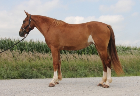 HorseID: 2278902 Beautiful, Super Talented, Well Bred Mare - PhotoID: 1052945