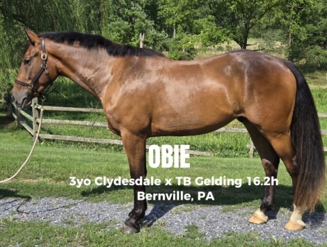 HorseID: 2278905 Obie - PhotoID: 1052948