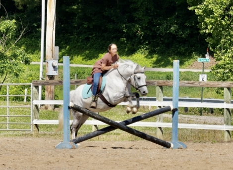 Cherokee, Grey Gypsy Horse Cross Gelding, Cherokee - GypsyxWelsh ...