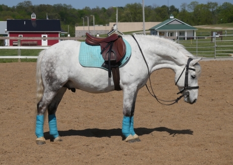 HorseID: 2278909 Cherokee - PhotoID: 1052961