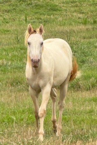 HorseID: 2278919 Amber Cream Champagne Dun Colt - PhotoID: 1053156