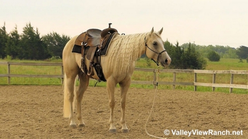 HorseID: 2278959 Flashin Her Guns - PhotoID: 1053021