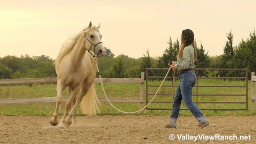 HorseID: 2278959 Flashin Her Guns - PhotoID: 1053022