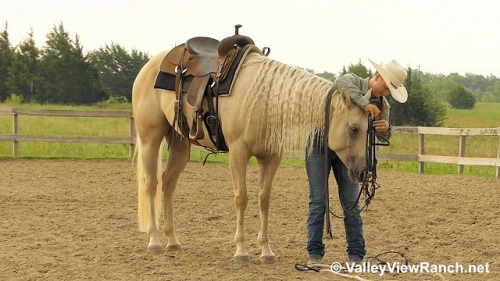 HorseID: 2278959 Flashin Her Guns - PhotoID: 1053023