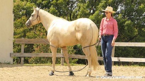 HorseID: 2278959 Flashin Her Guns - PhotoID: 1053026