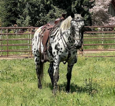 HorseID: 2278981 BCA ZAMOS KONOBO - PhotoID: 1053057