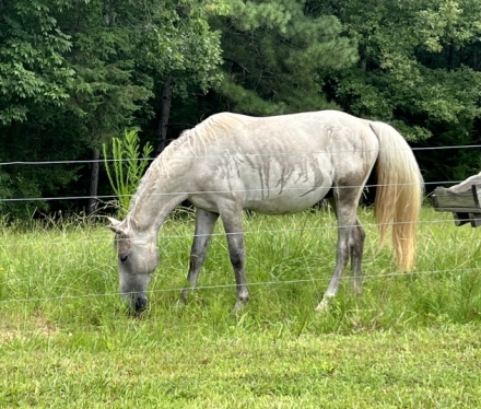 HorseID: 2278984 Neapolitano Carita - PhotoID: 1053061