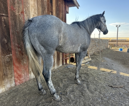 HorseID: 2278999 SB Tophand - PhotoID: 1053071