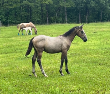 HorseID: 2279002 Neapolitano Carita II - PhotoID: 1053077