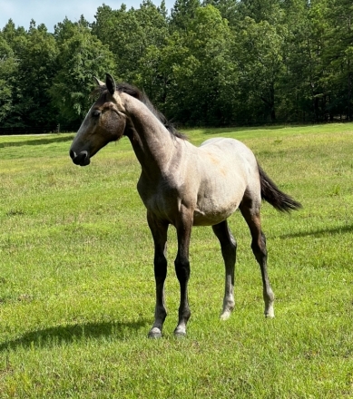 HorseID: 2279002 Neapolitano Carita II - PhotoID: 1053079