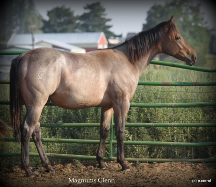 HorseID: 2279003 Magnums Glenn - PhotoID: 1053659