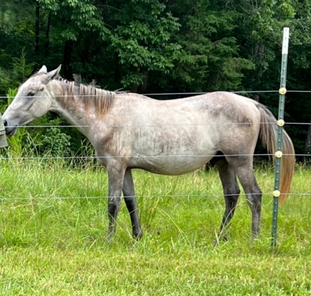 HorseID: 2279004 Neapolitano Baldasara - PhotoID: 1053083