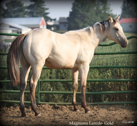 HorseID: 2279005 Magnums Laredo Gold - PhotoID: 1053660