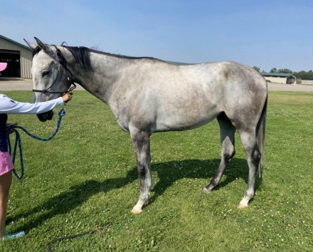 HorseID: 2279014 R Silver Echo - PhotoID: 1053102