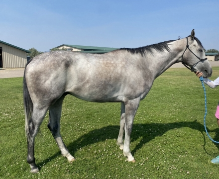 HorseID: 2279014 R Silver Echo - PhotoID: 1053103