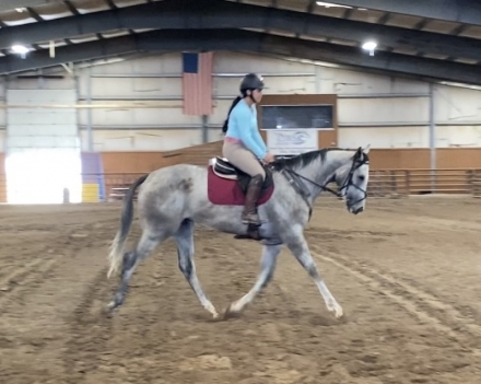 HorseID: 2279014 R Silver Echo - PhotoID: 1053104