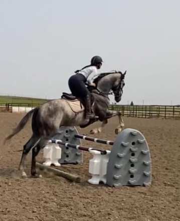 HorseID: 2279014 R Silver Echo - PhotoID: 1053105