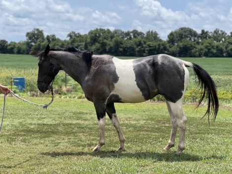 HorseID: 2279054 Snoopy Little Haz - PhotoID: 1053139