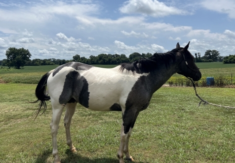 HorseID: 2279054 Snoopy Little Haz - PhotoID: 1053140