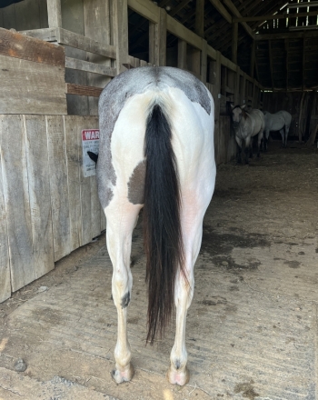 HorseID: 2279054 Snoopy Little Haz - PhotoID: 1053141