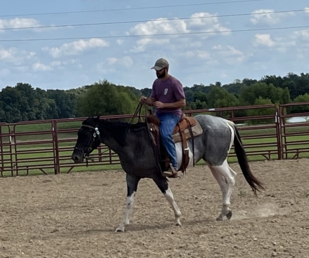 HorseID: 2279054 Snoopy Little Haz - PhotoID: 1053142