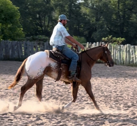 HorseID: 2279055 Mighty Wild Kiss - PhotoID: 1053144