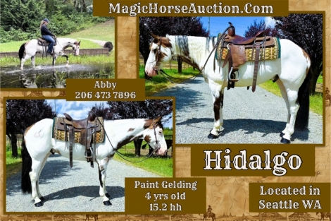 HorseID: 2279060 Hidalgo - PhotoID: 1053150