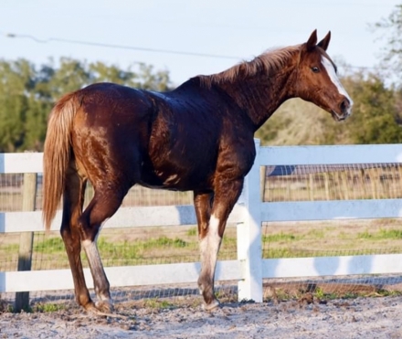 HorseID: 2279070 Graceful Meghan - PhotoID: 1053157