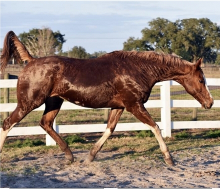 HorseID: 2279070 Graceful Meghan - PhotoID: 1053160