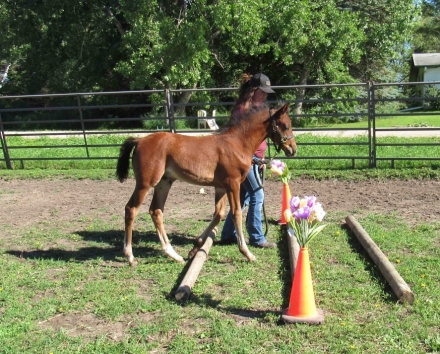 HorseID: 2279079 Prairie Hill Remington - PhotoID: 1053177