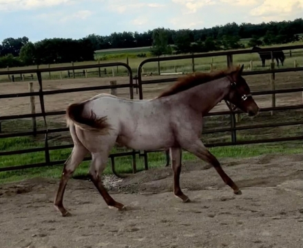 HorseID: 2279086 2023/2024 AQHA congress quality babies - PhotoID: 1053189