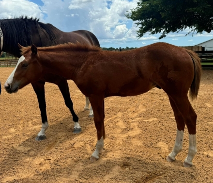 HorseID: 2279086 2023/2024 AQHA congress quality babies - PhotoID: 1053190