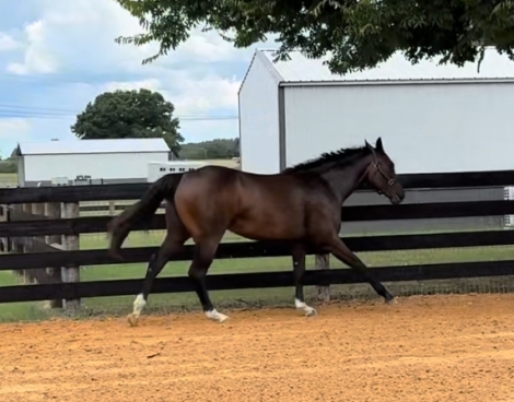 HorseID: 2279086 2023/2024 AQHA congress quality babies - PhotoID: 1053191