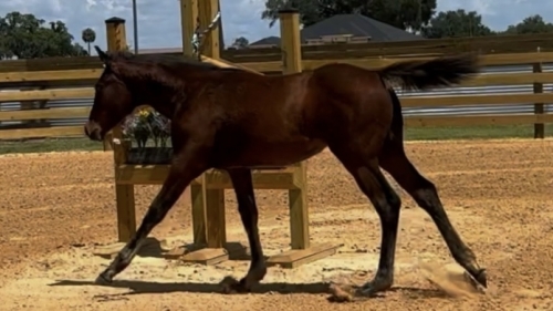 HorseID: 2279086 2023/2024 AQHA congress quality babies - PhotoID: 1053192