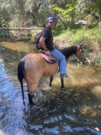 HorseID: 2279091 Trail Horse for Sale - PhotoID: 1053201