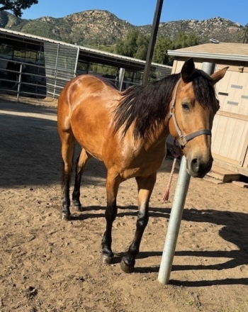 HorseID: 2279091 Trail Horse for Sale - PhotoID: 1053203