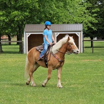 HorseID: 2279092 Huckleberry - PhotoID: 1053205