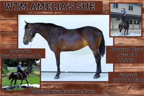 HorseID: 2279096 WTM Amelia's Sue - PhotoID: 1053210