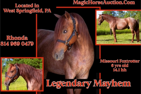 HorseID: 2279098 Legendary Mayhem - PhotoID: 1053211