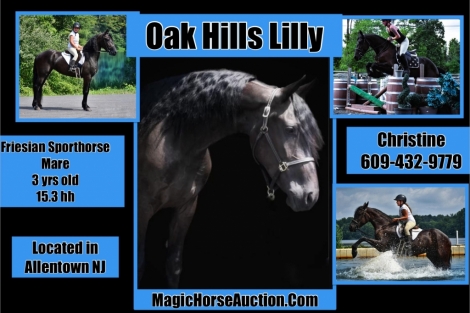 HorseID: 2279099 Oak Hills Lilly - PhotoID: 1053212