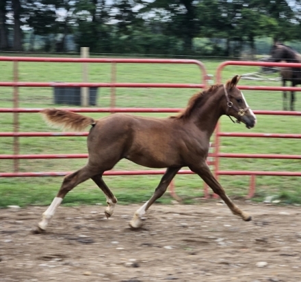 HorseID: 2279105 Aur Faraway Flame - PhotoID: 1053214