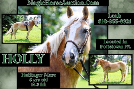 HorseID: 2279108 Holly* - PhotoID: 1053216