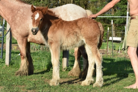 HorseID: 2279128 AKH Peppermint - PhotoID: 1053247