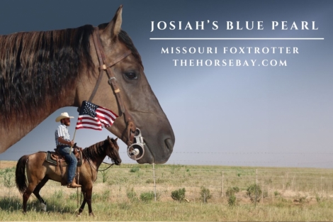 HorseID: 2279129 Josiah’s Blue Pearl - PhotoID: 1053248