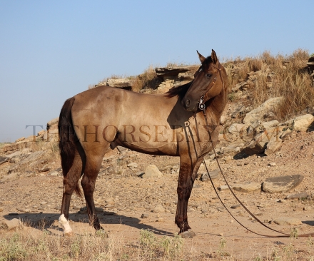 HorseID: 2279129 Josiah’s Blue Pearl - PhotoID: 1053249