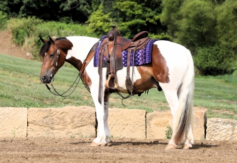 HorseID: 2279134 Deputy - PhotoID: 1053252