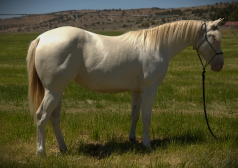 HorseID: 2279142 One Metallic Dustin - PhotoID: 1053269